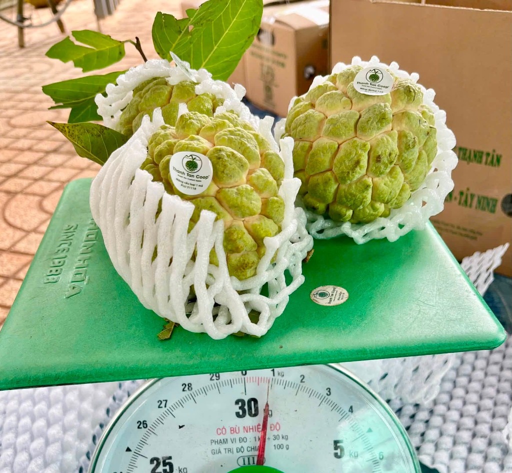Cân trọng lượng và phân loại mãng cầu Bà Đen
