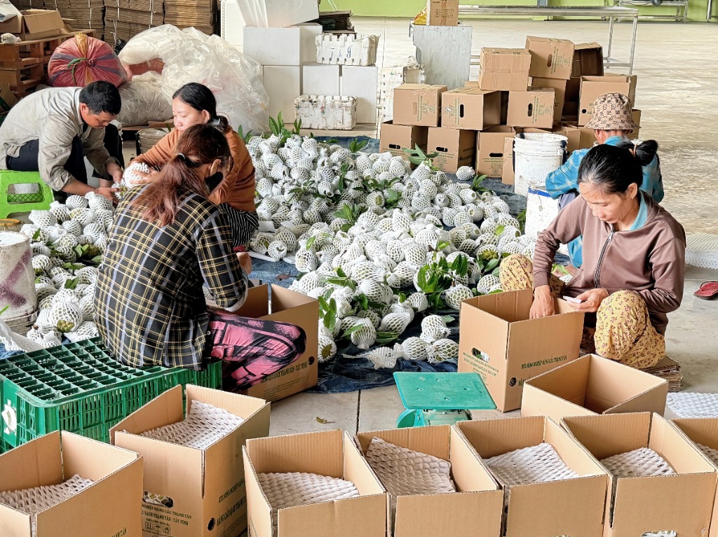 Công nhân đóng thùng carton mãng cầu Bà Đen tiêu chuẩn VietGAP tại xưởng Hợp tác xã Thạnh Tân
