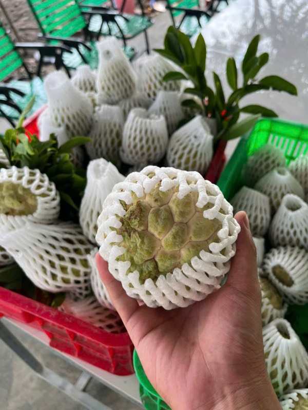 Cách chọn Mãng cầu Bà Đen ngon chính gốc Tây Ninh