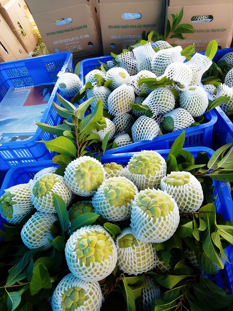 Mãng cầu Bà Đen NABADEN chính gốc Tây Ninh