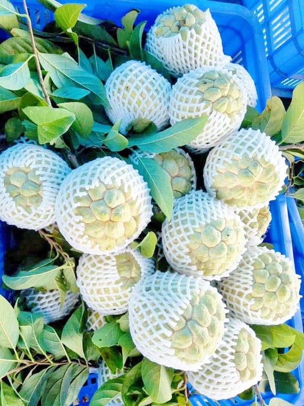 Trái mãng cầu Bà Đen được bọc lưới bảo vệ tại vùng trồng