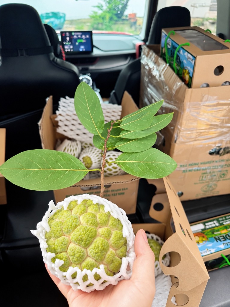 Trái mãng cầu Bà Đen Tây Ninh NABADEN tươi ngon nguyên cành lá bọc xốp lưới bảo vệ vận chuyển