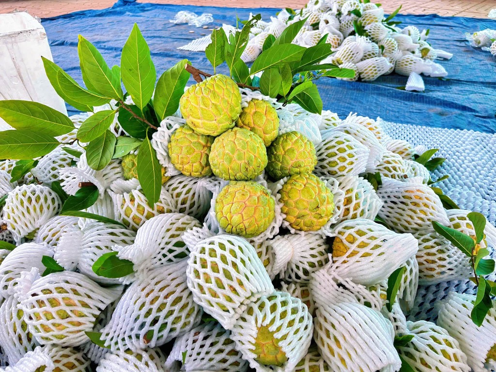 Vì sao mãng cầu Bà Đen đôi khi có sâu? Hiểu đúng về đặc tính tự nhiên của trái mãng cầu