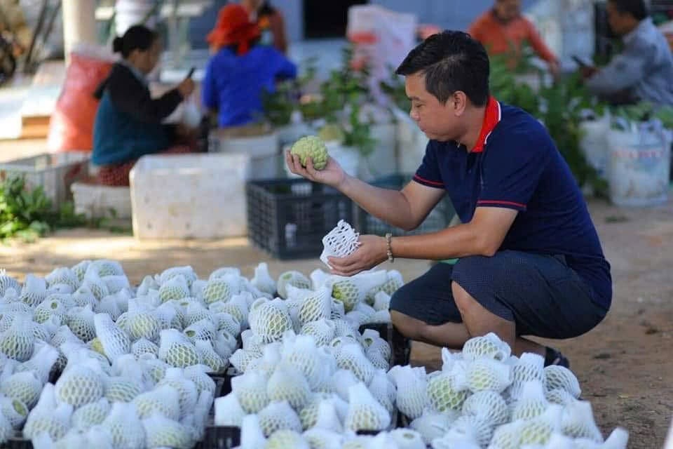 NABADEN kiểm tra và tuyển lựa mãng cầu trước khi đóng gói