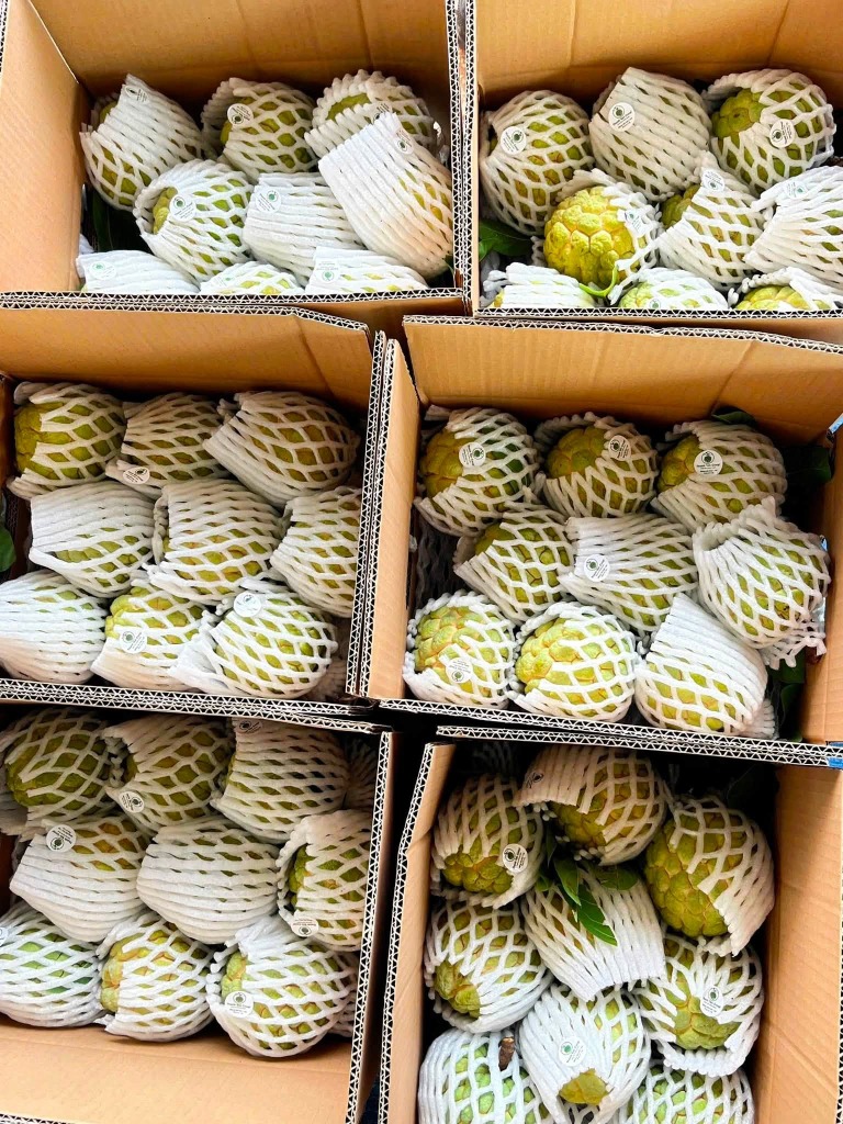 Cách bảo quản Mãng Cầu Bà Đen đúng cách tại nhà
