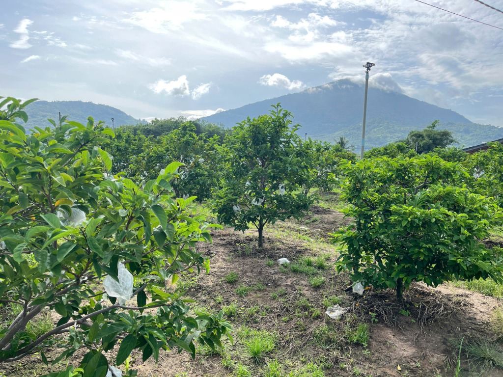 Mùa Mãng Cầu Bà Đen tháng mấy? Mùa thu hoạch mãng cầu Tây Ninh
