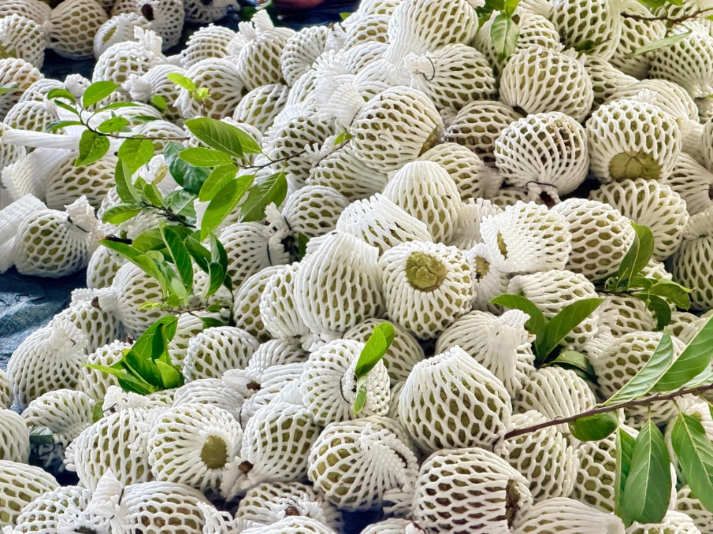 Từng quả mãng cầu Bà Đen loại 1 nở gai đều bọc lưới xốp chống dập chuẩn bị giao cho khách sỉ và lẻ