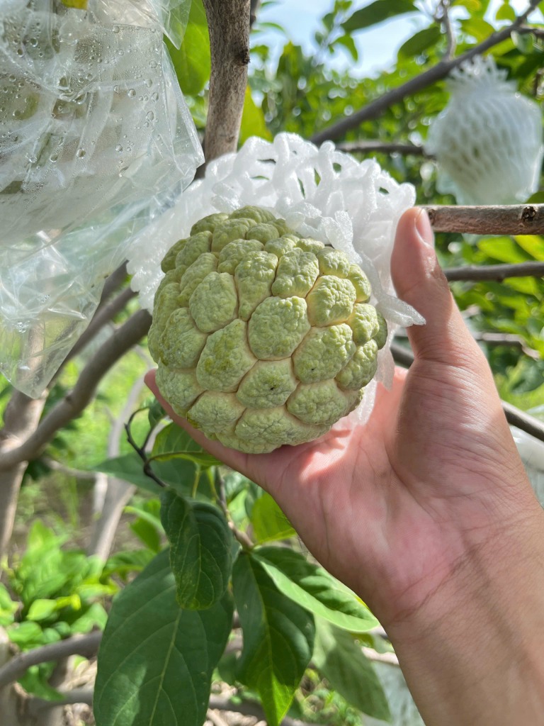 Trái Mãng cầu Bà Đen tuyển chọn chất lượng tại vườn NABADEN