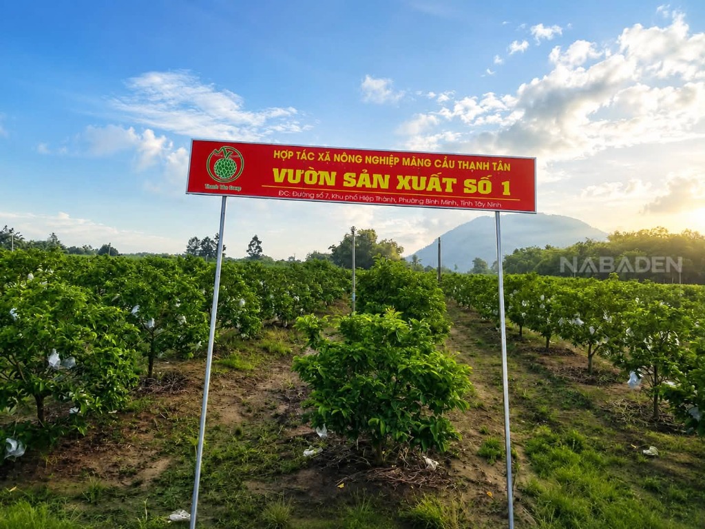 Mãng cầu Bà Đen NABADEN – Đặc sản Tây Ninh